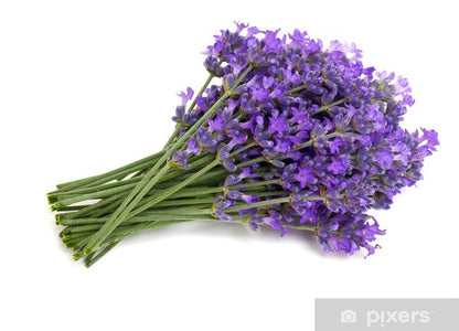 SMALL 100% Wheat Hot Pack scented with French Lavender - Assorted colours